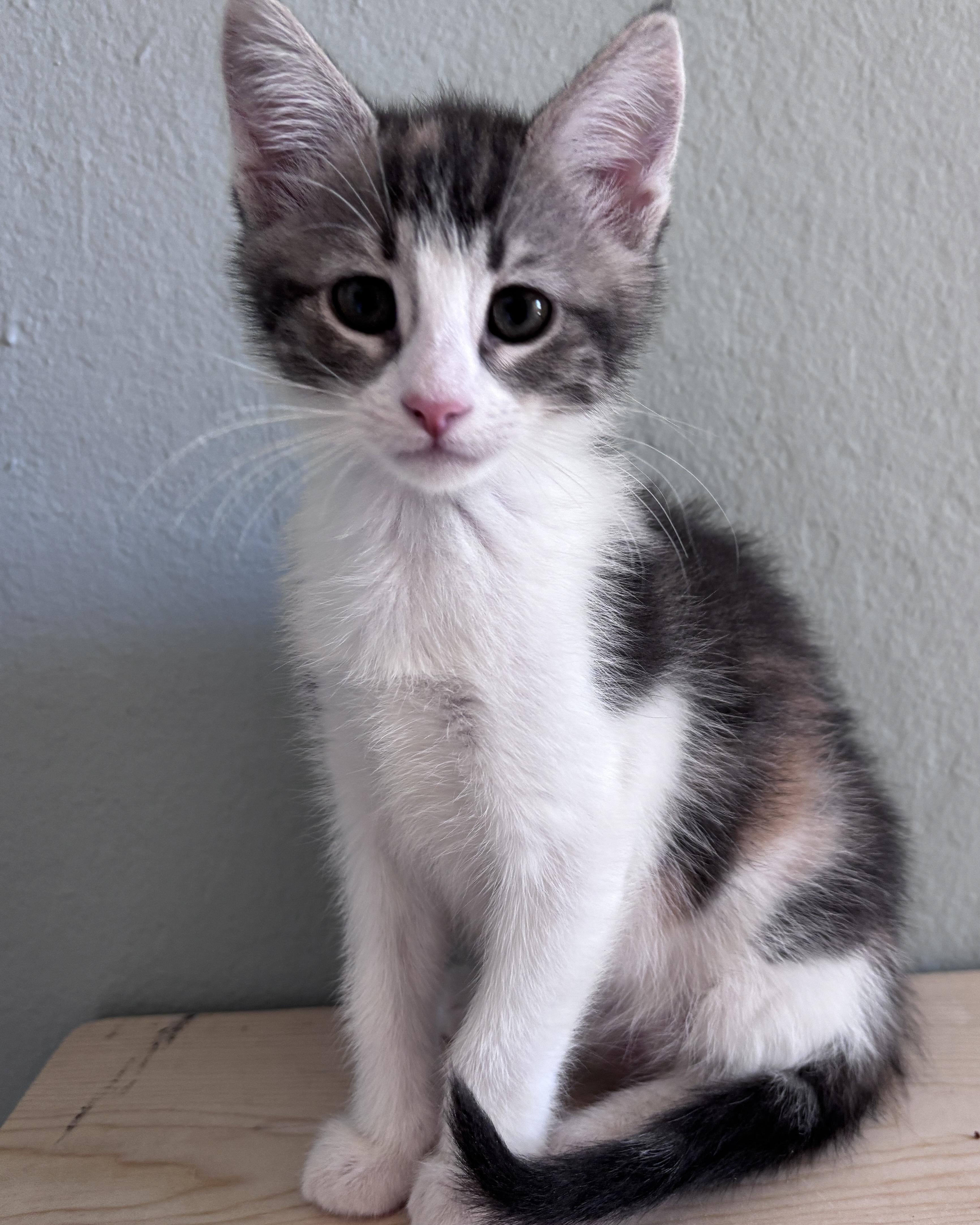 Riesling, a Adoptable Domestic Short Hair in San Francisco, CA image 4/6