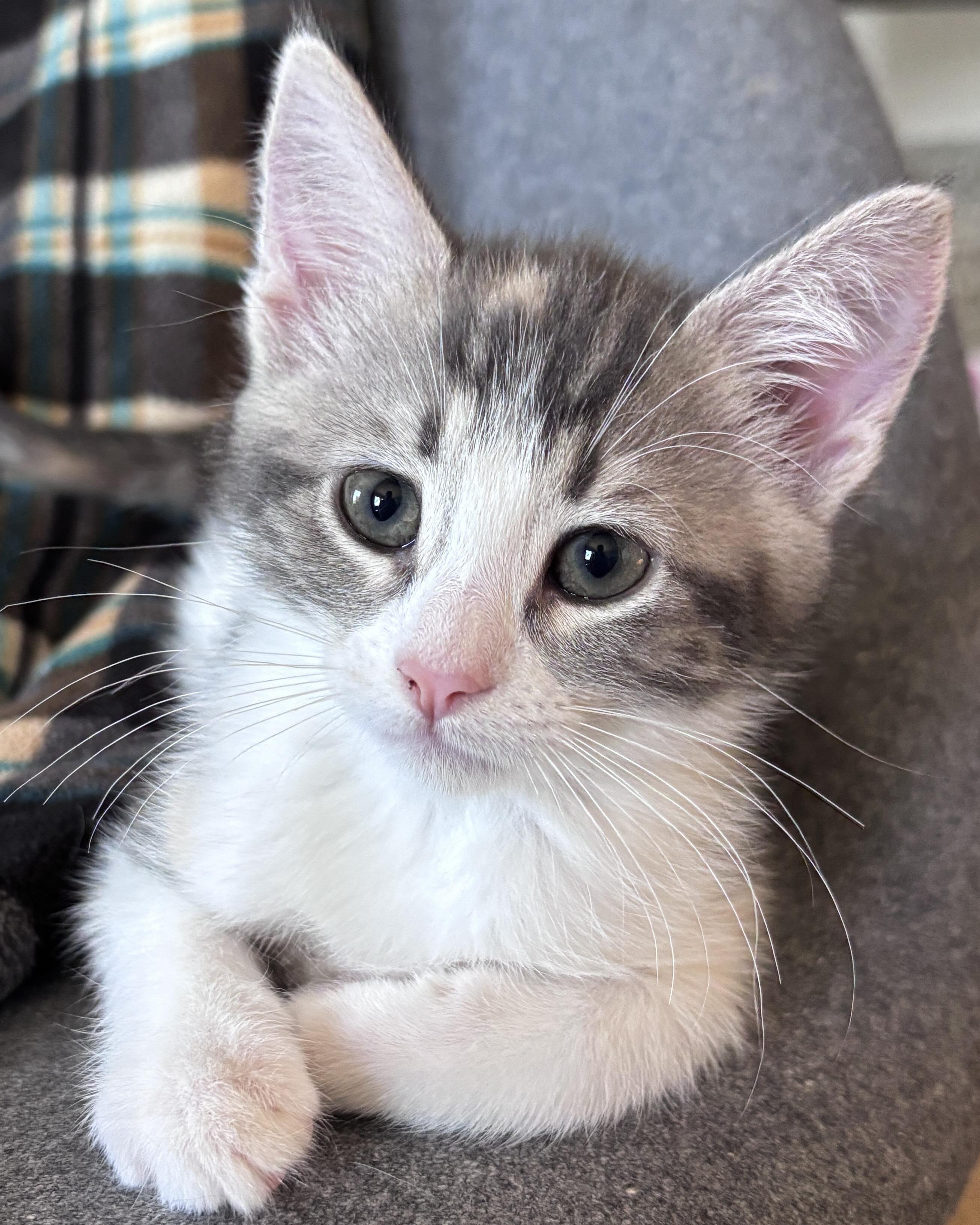 Riesling, a Adoptable Domestic Short Hair in San Francisco, CA image 5/6