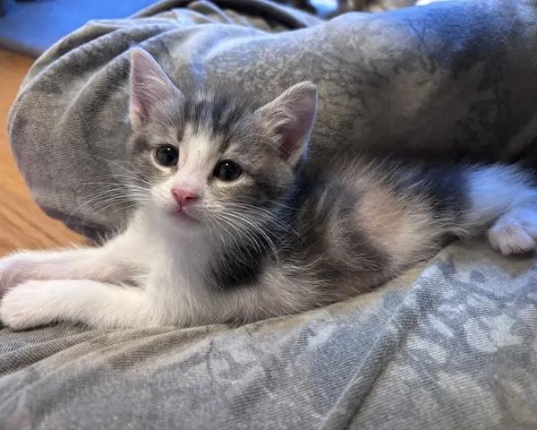 Riesling, a Adoptable Domestic Short Hair in San Francisco, CA image 6/6