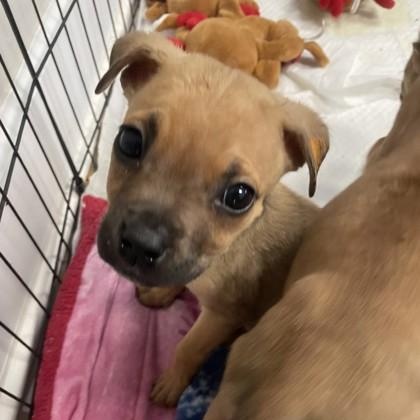 Enlarge Boq, a Adoptable mixed breed in Lawrenceville, GA image 1/1