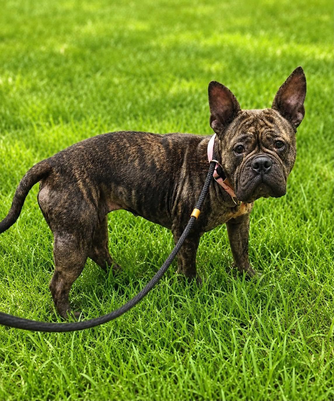 Enlarge Mango, a ADOPTABLE mixed breed in Jackson , NJ image 1/1