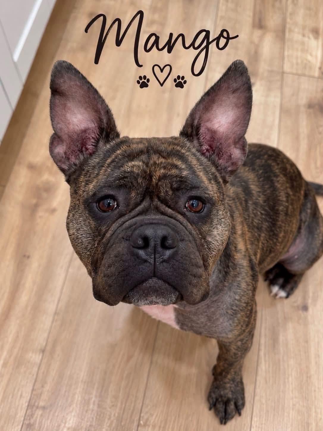 Enlarge Mango, a Adoptable mixed breed in Jackson , NJ image 1/6