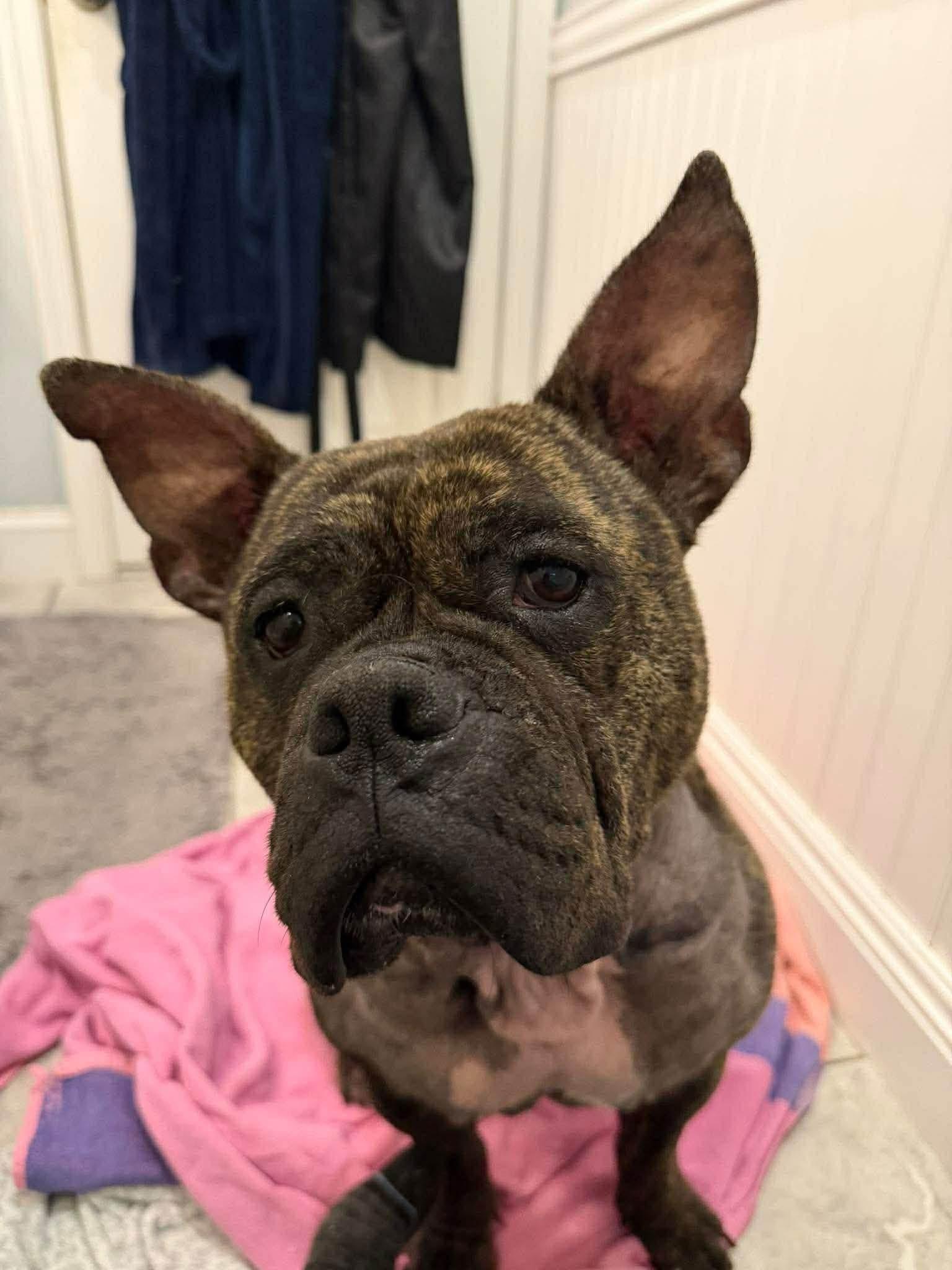 Enlarge Mango, a Adoptable mixed breed in Jackson , NJ image 5/6