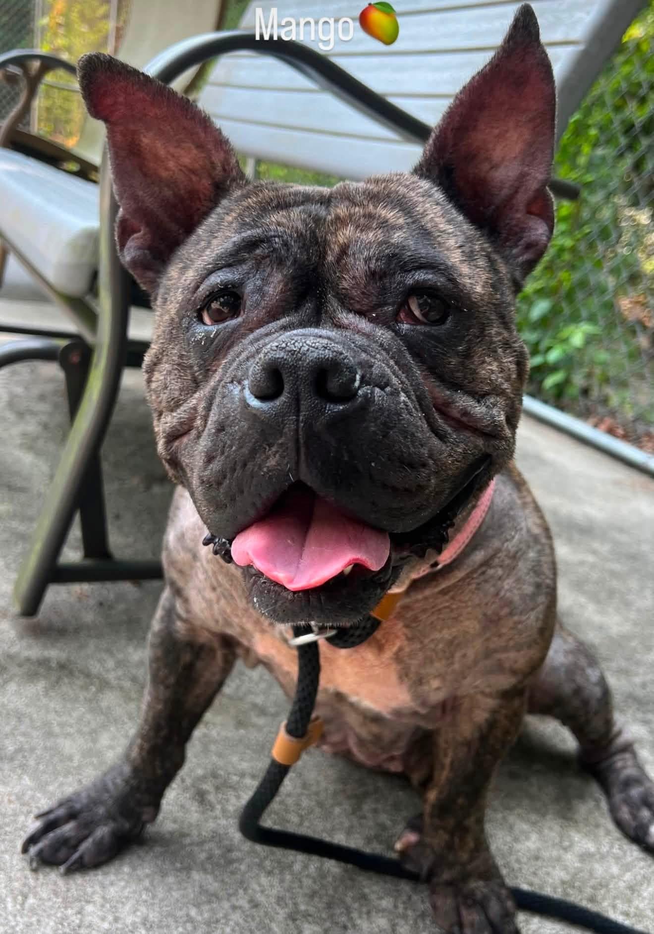 Enlarge Mango, a Adoptable mixed breed in Jackson , NJ image 2/6