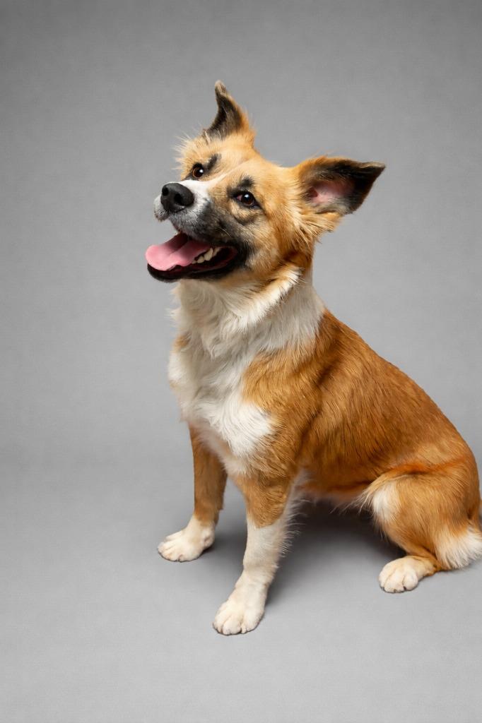 Chu Chu, Adoptable, Adult Female Australian Shepherd & Mixed Breed.