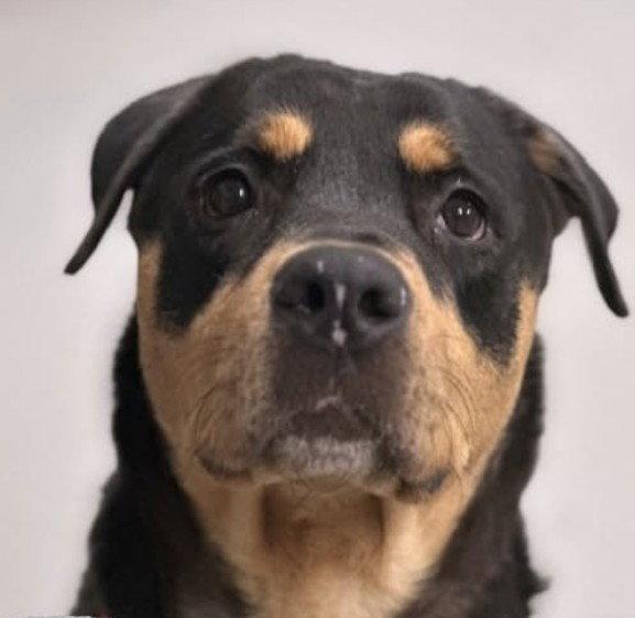 Roxy, Adoptable, Adult Female Rottweiler.