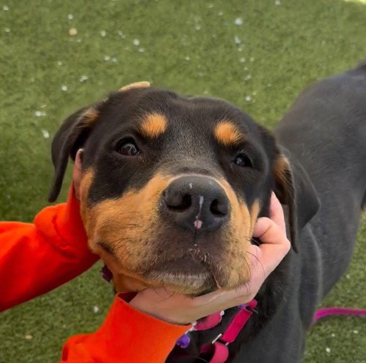 Enlarge Roxy, a Adoptable Rottweiler in Hillsboro, NH image 2/3
