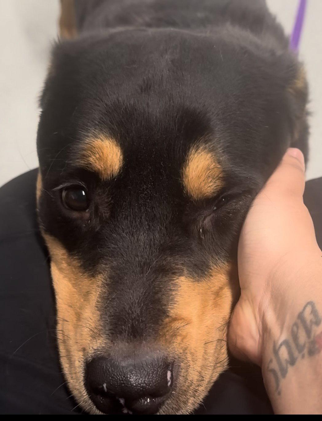 Enlarge Roxy, a Adoptable Rottweiler in Hillsboro, NH image 3/3