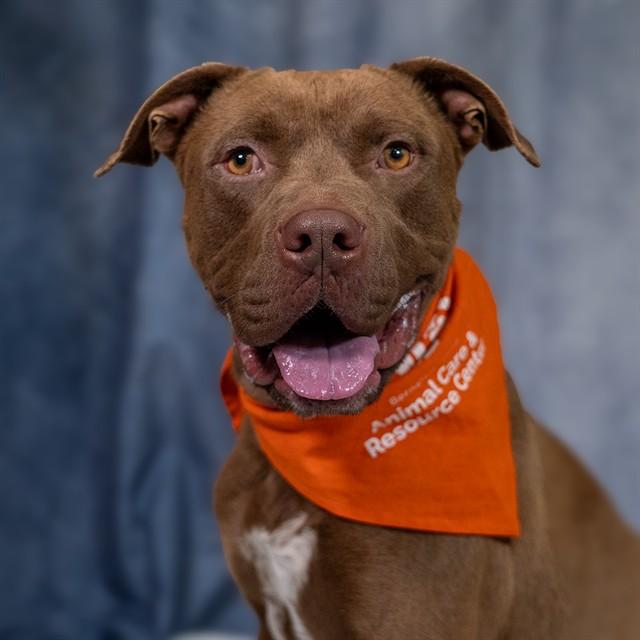 Enlarge SPOT, a Adoptable mixed breed in Albuquerque, NM image 1/1