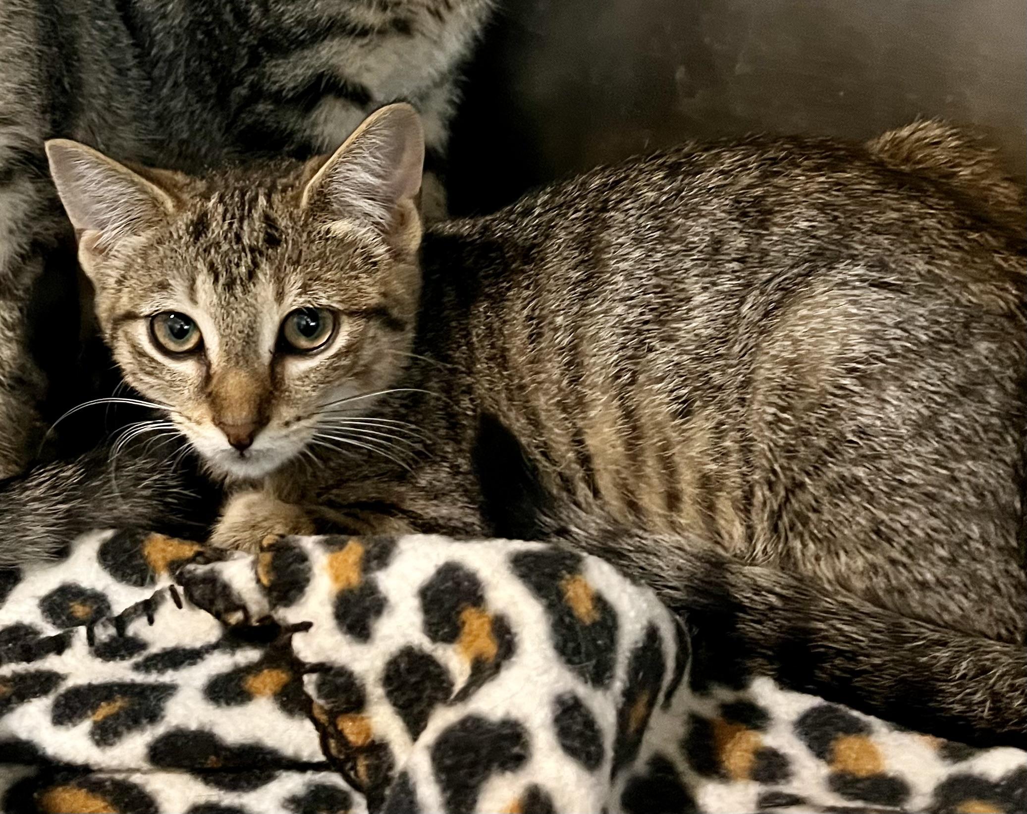 Goldfish, an adoptable Domestic Short Hair in Seville, OH_image-1