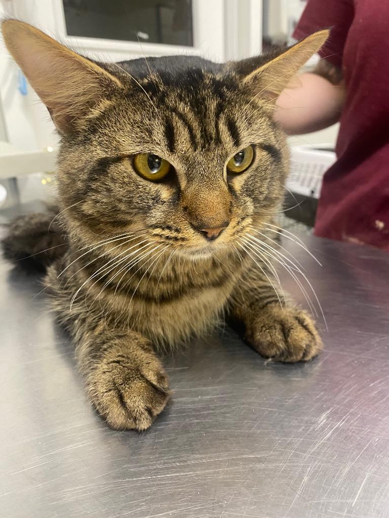 Badger, Adoptable, Young Male Domestic Long Hair.