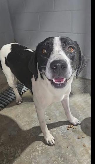 Enlarge Brandy, a Adoptable mixed breed in Guntersville, AL image 1/1