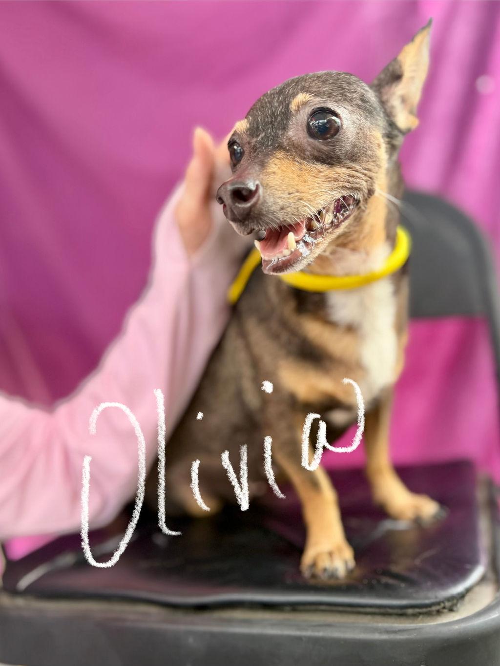 Olivia, an adopted mixed breed in College Station, TX image 5/5