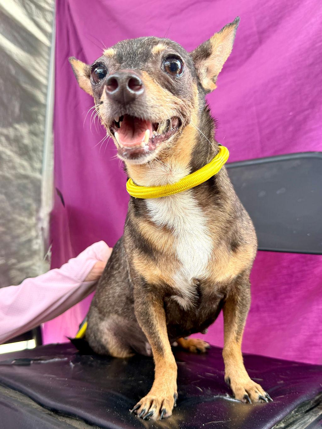 Olivia, an adopted mixed breed in College Station, TX image 1/5