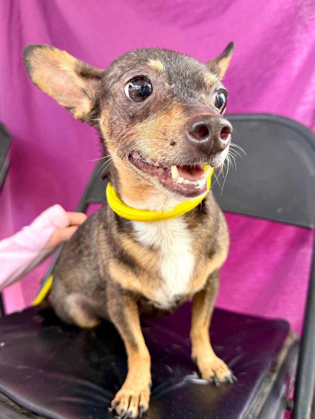 Olivia, an adopted mixed breed in College Station, TX image 4/5