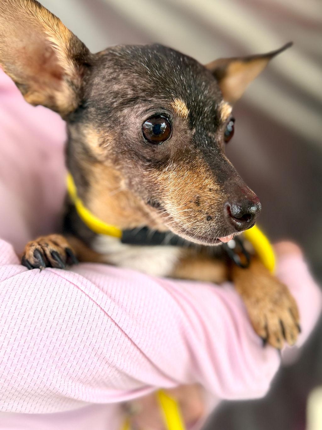 Olivia, an adopted mixed breed in College Station, TX image 3/5