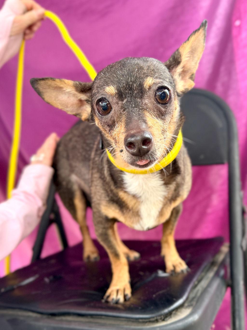 Olivia, an adopted mixed breed in College Station, TX image 2/5