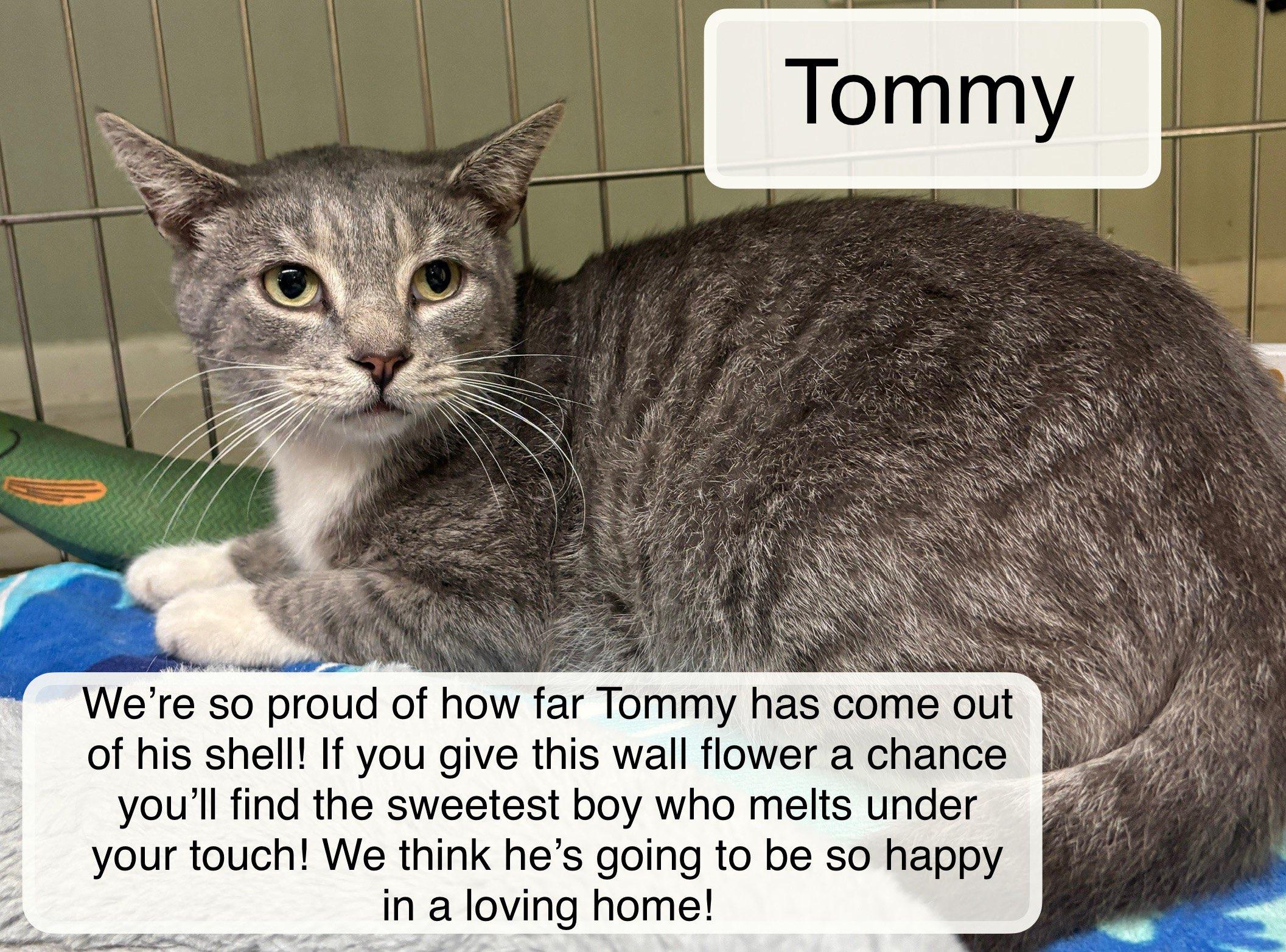 Enlarge Tommy, an adopted Domestic Short Hair in Ellicott City, MD image 3/3