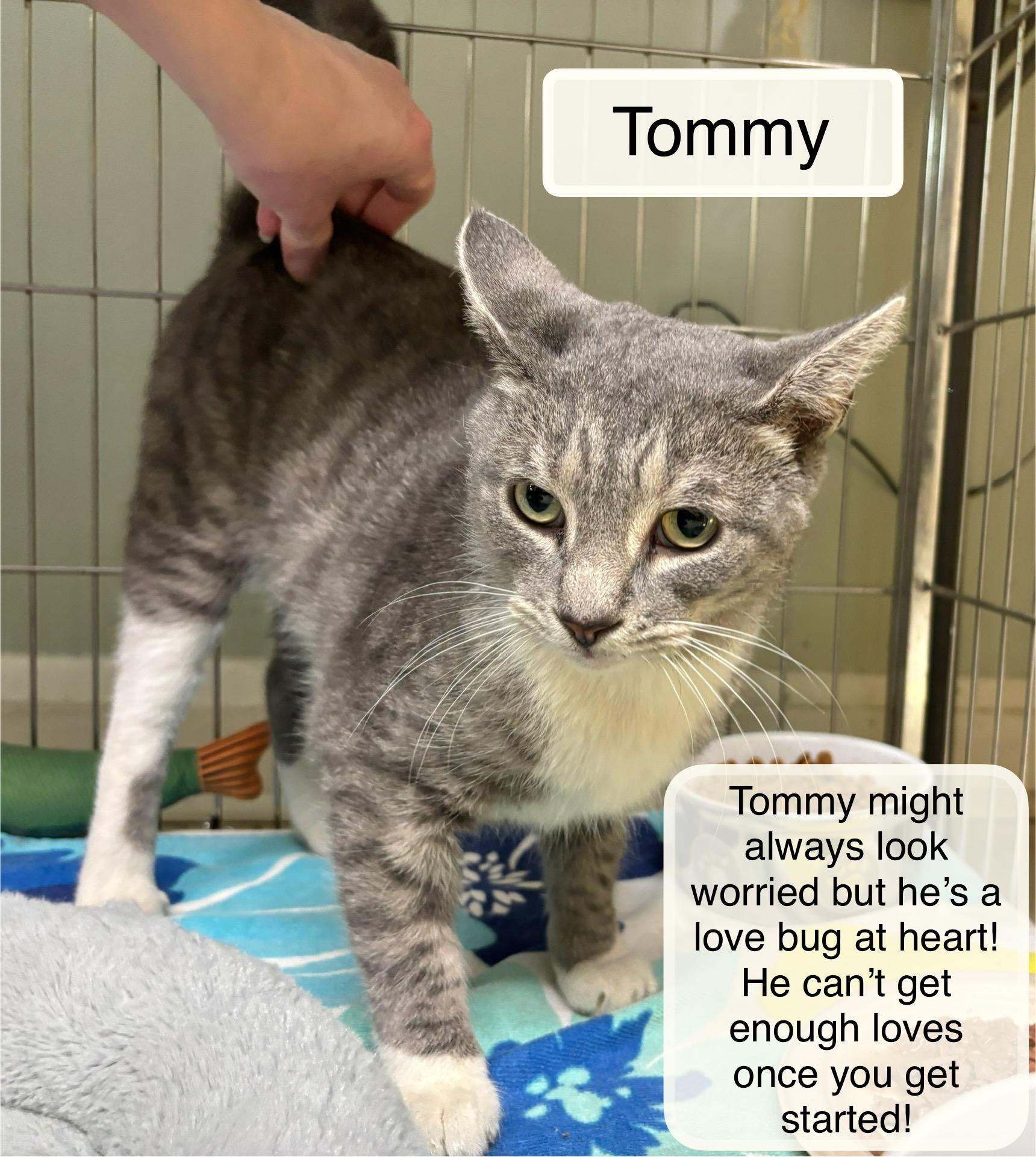 Tommy, adopted, Young Male Domestic Short Hair.