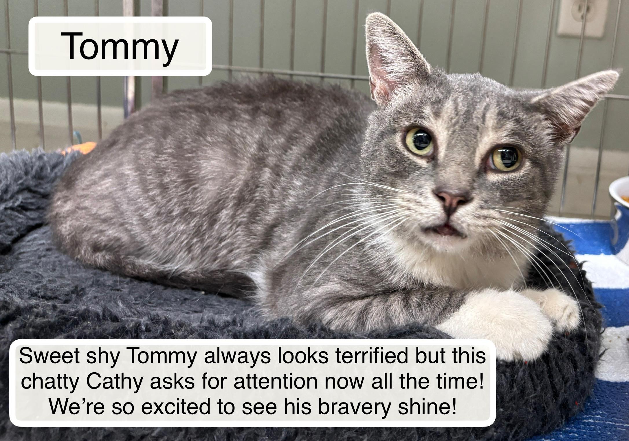 Enlarge Tommy, an adopted Domestic Short Hair in Ellicott City, MD image 2/3