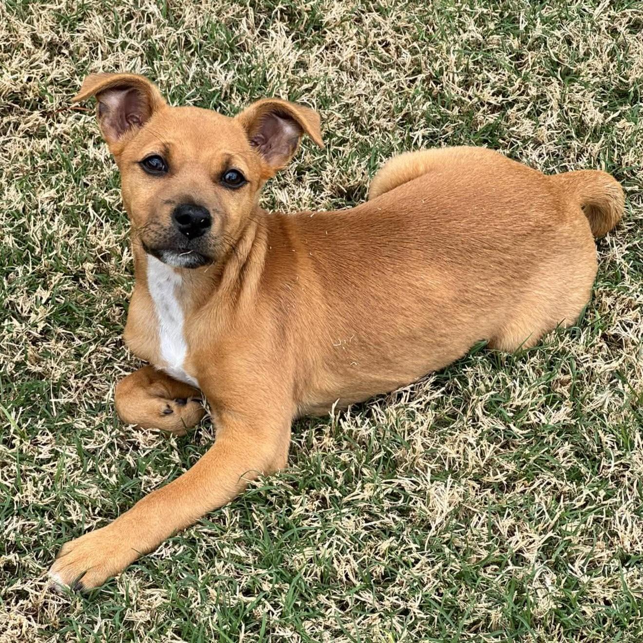 Enlarge Della Mae, a ADOPTABLE mixed breed in Bryan, TX image 2/3