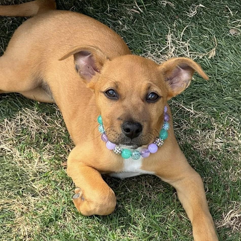 Enlarge Della Mae, a ADOPTABLE mixed breed in Bryan, TX image 1/3