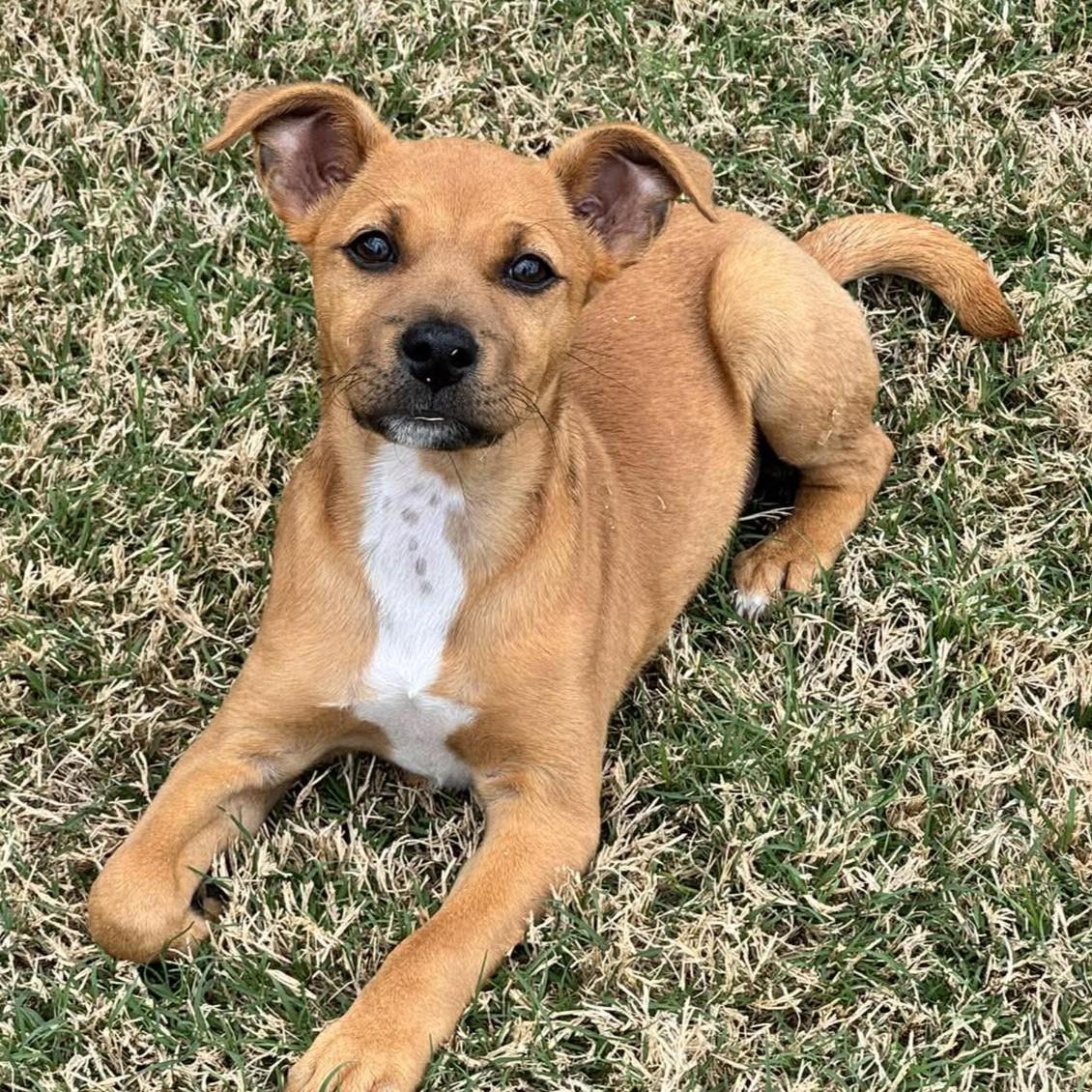 Enlarge Della Mae, a ADOPTABLE mixed breed in Bryan, TX image 3/3