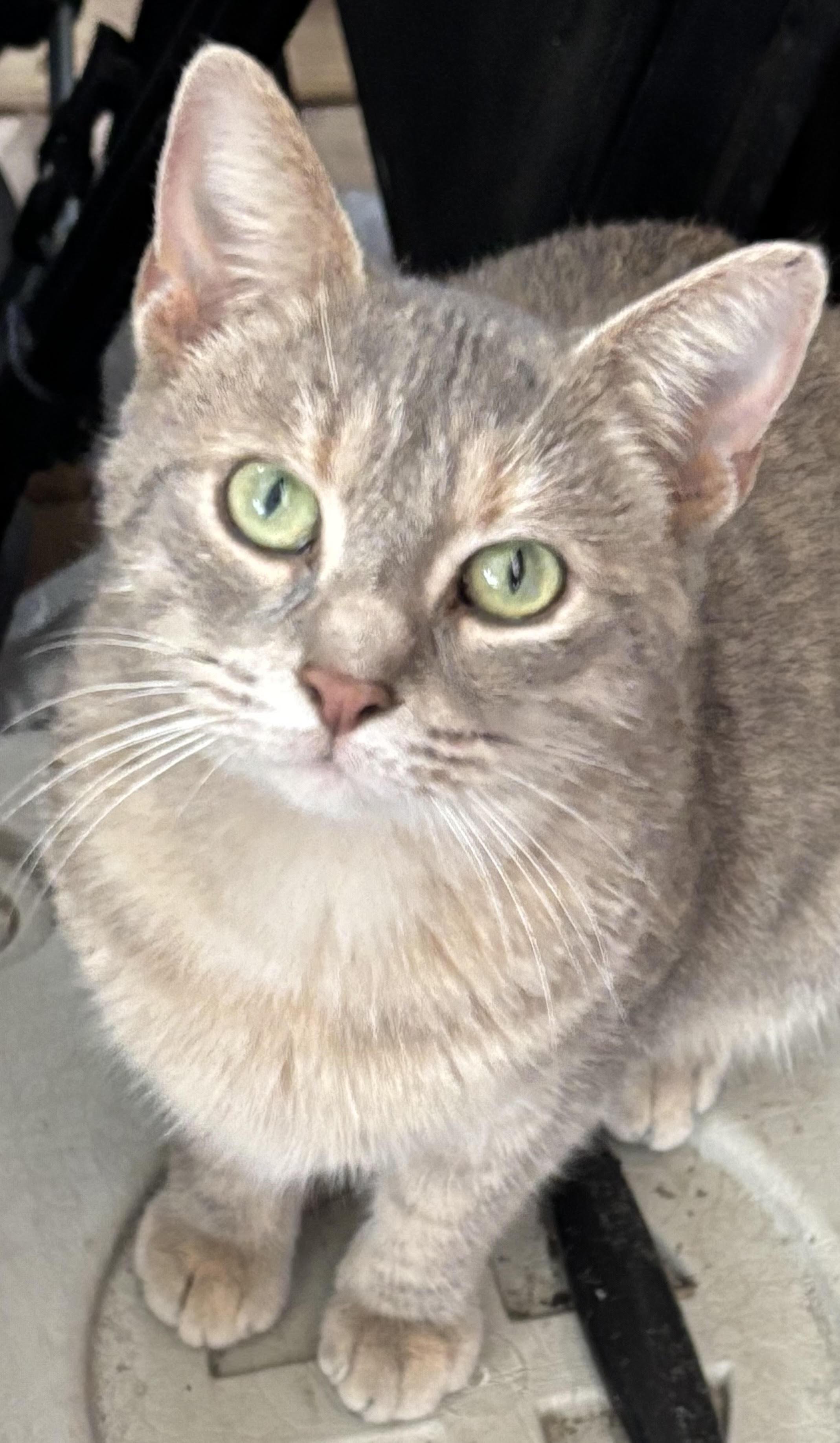 Enlarge Opal, a ADOPTABLE Domestic Short Hair in Valparaiso, IN image 1/1