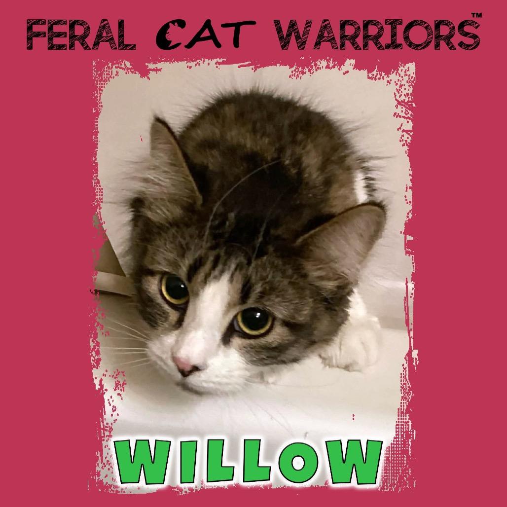 Willow, Adoptable, Young Female Domestic Medium Hair.