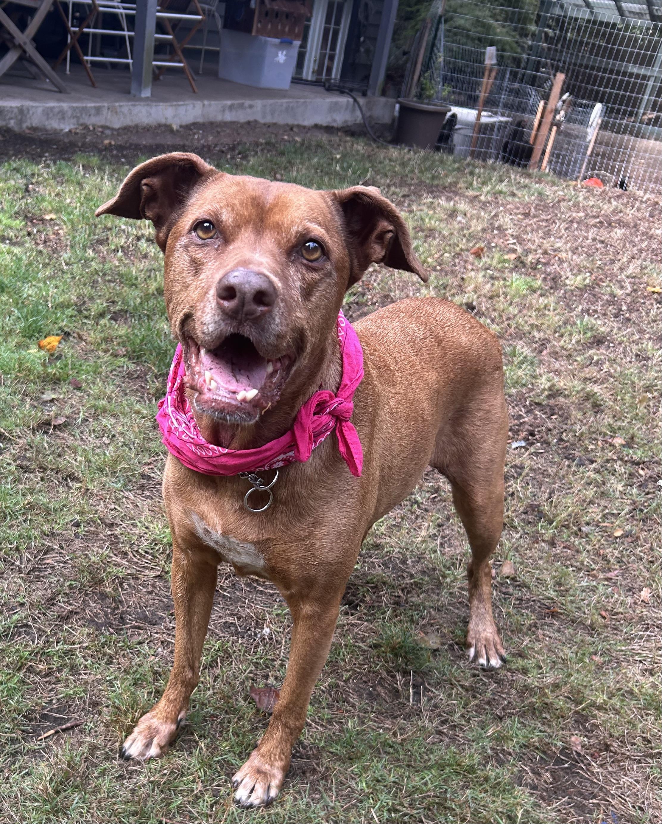 Marley, a Adoptable mixed breed in Portland, OR image 1/6
