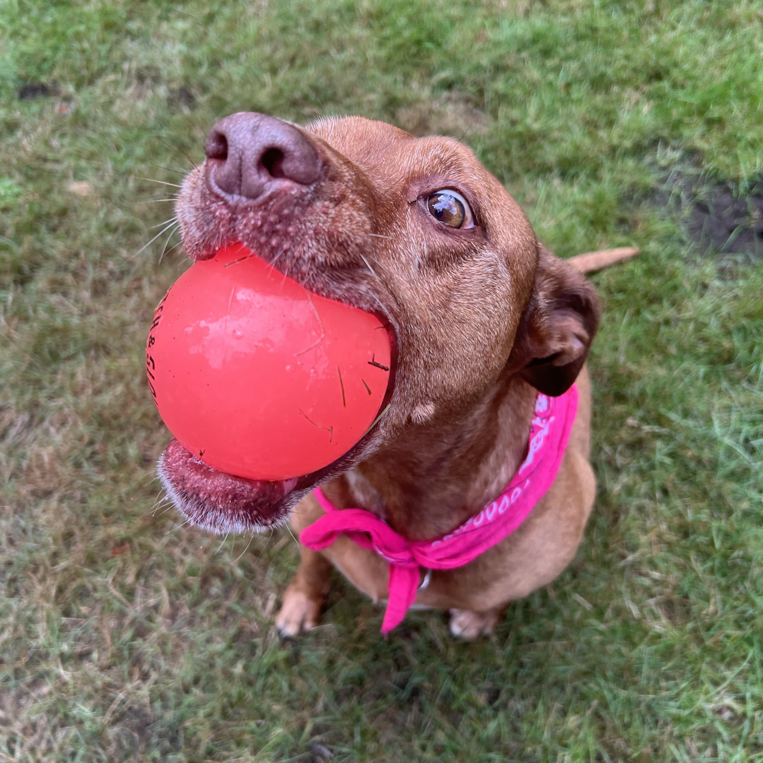 Marley, a Adoptable mixed breed in Portland, OR image 3/6