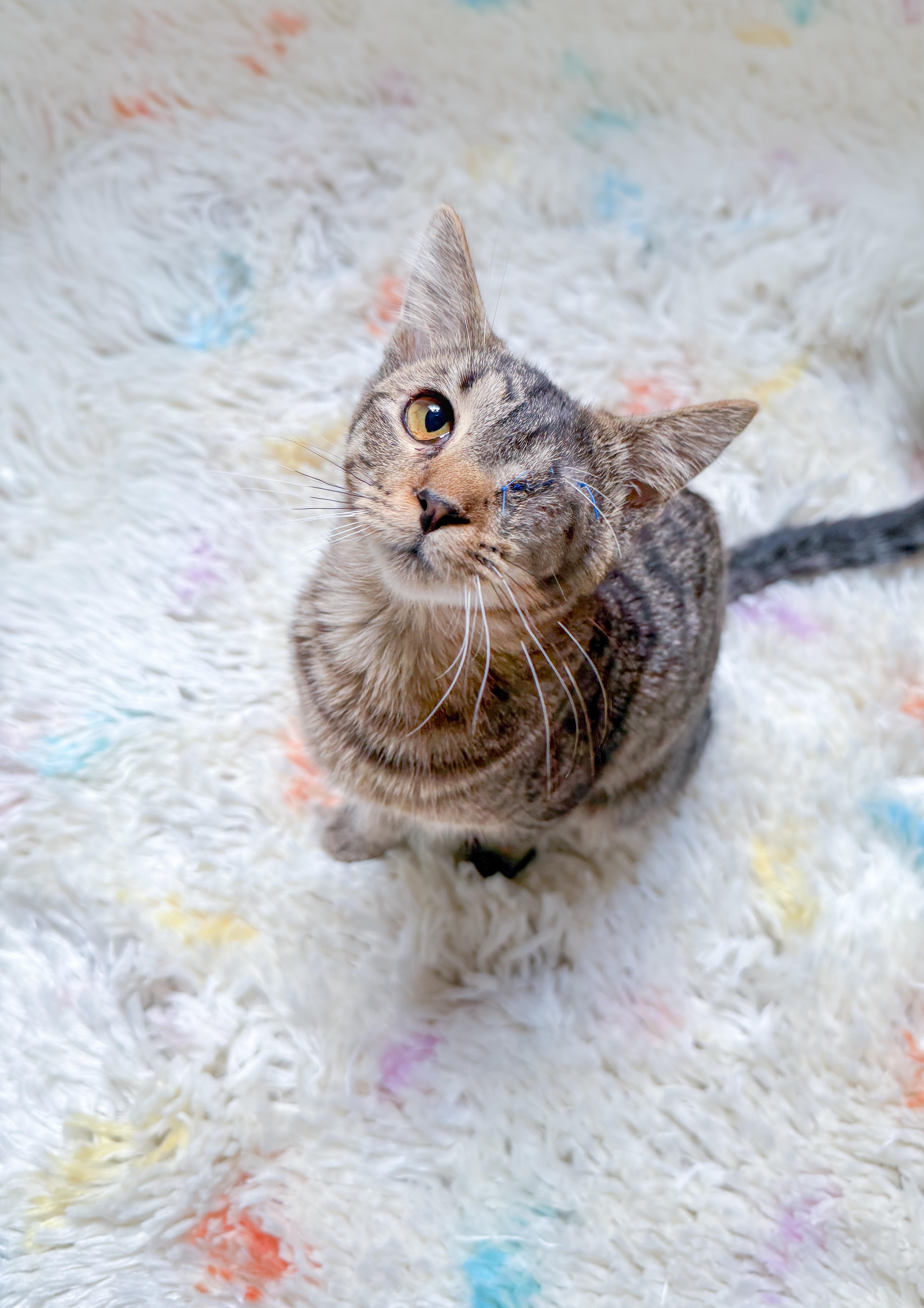 Slim (One-Eyed Cutie), Adopted, Young Male Tabby.