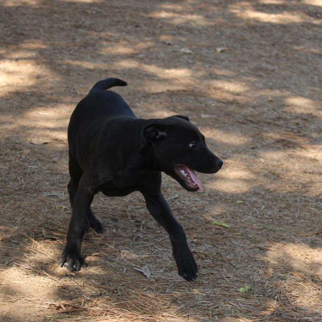 Demi, a Adoptable Mixed Breed in Valley, AL image 1/6