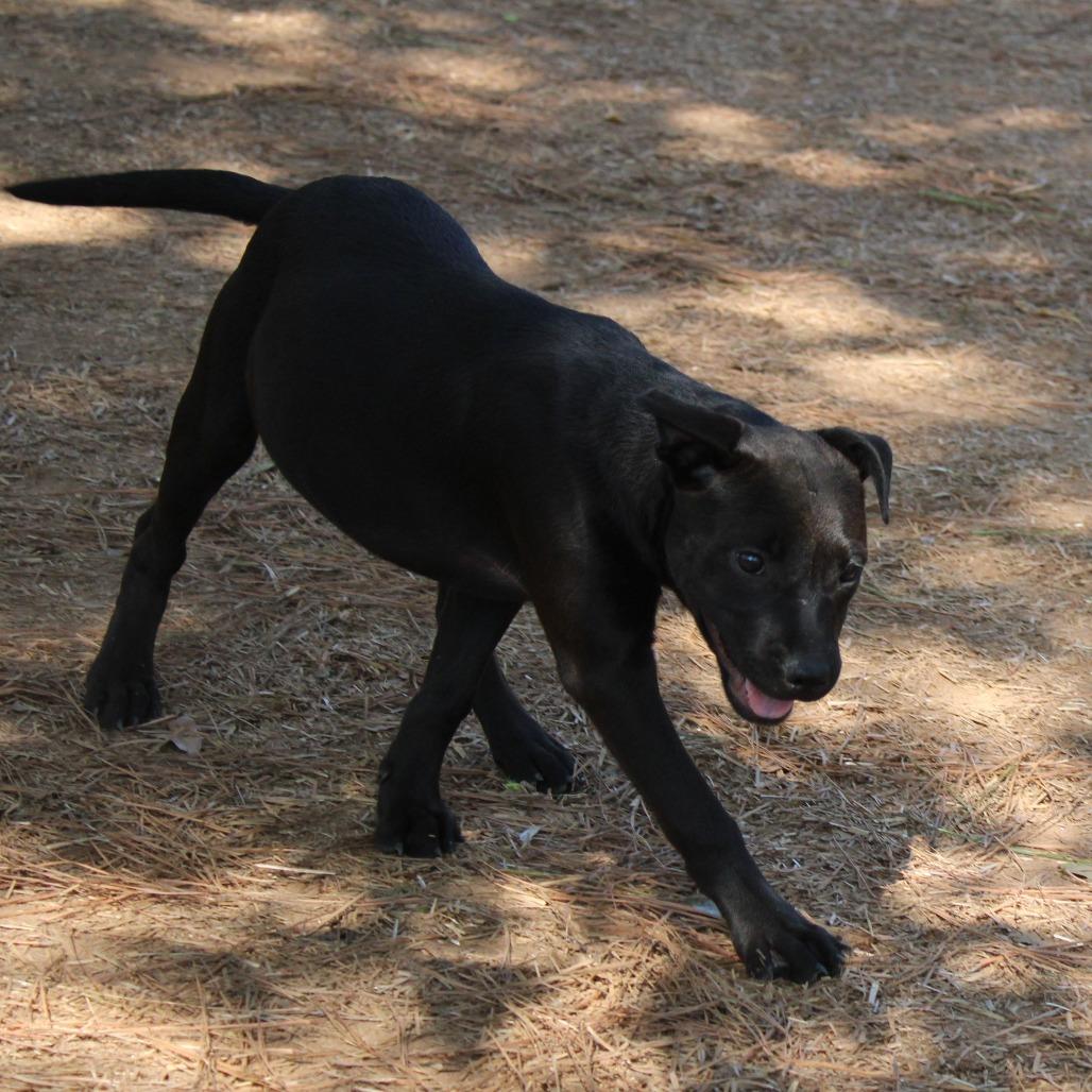 Demi, a Adoptable Mixed Breed in Valley, AL image 1/6