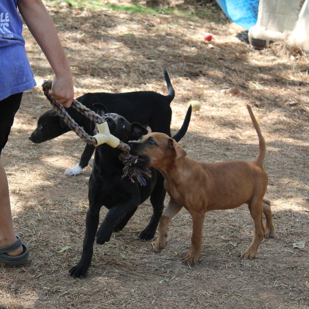 Demi, a Adoptable Mixed Breed in Valley, AL image 3/6