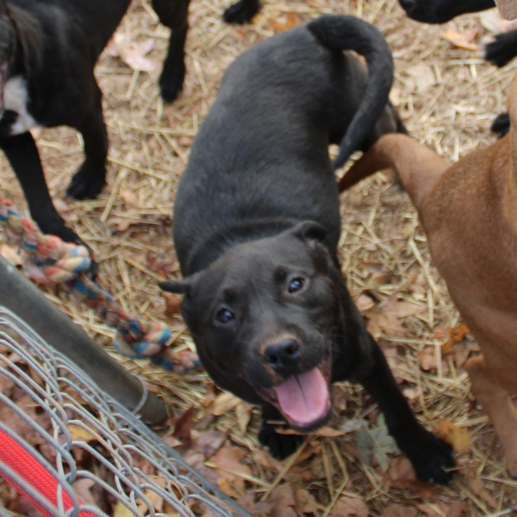 Demi, a Adoptable Mixed Breed in Valley, AL image 4/6