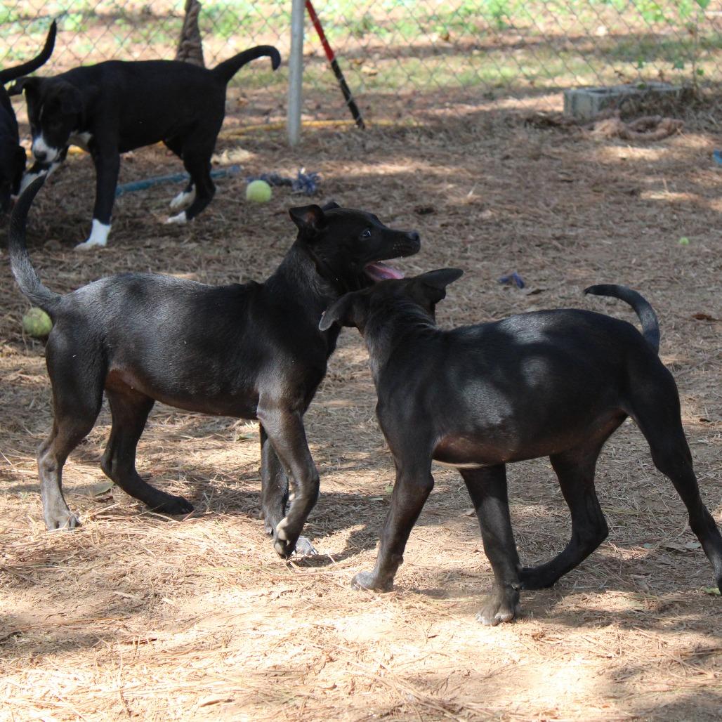 Demi, a Adoptable Mixed Breed in Valley, AL image 5/6