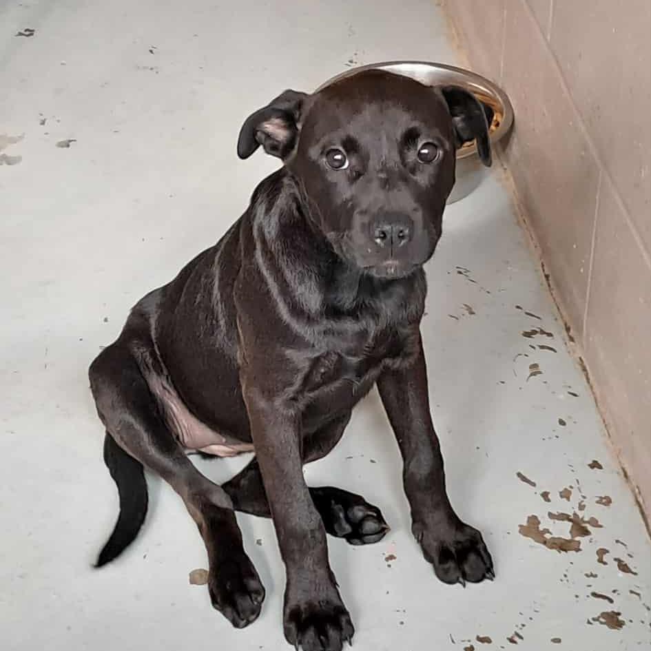 Demi, a Adoptable Mixed Breed in Valley, AL image 5/6