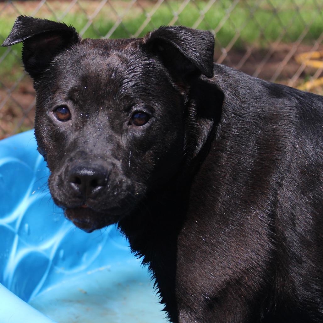 Enlarge Demi, a Adoptable Mixed Breed in Valley, AL image 6/6