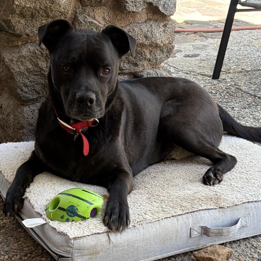 Courtesy Listing- Hendrix, ADOPTABLE, Adult Male Black Labrador Retriever.