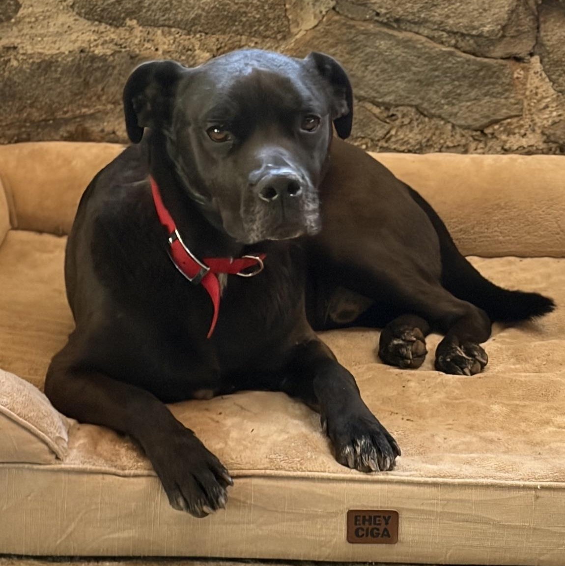 Courtesy Listing- Hendrix, a ADOPTABLE Black Labrador Retriever in Grass Valley, CA image 2/5
