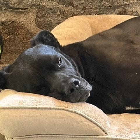 Courtesy Listing- Hendrix, a ADOPTABLE Black Labrador Retriever in Grass Valley, CA image 4/5