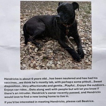 Courtesy Listing- Hendrix, a ADOPTABLE Black Labrador Retriever in Grass Valley, CA image 3/5