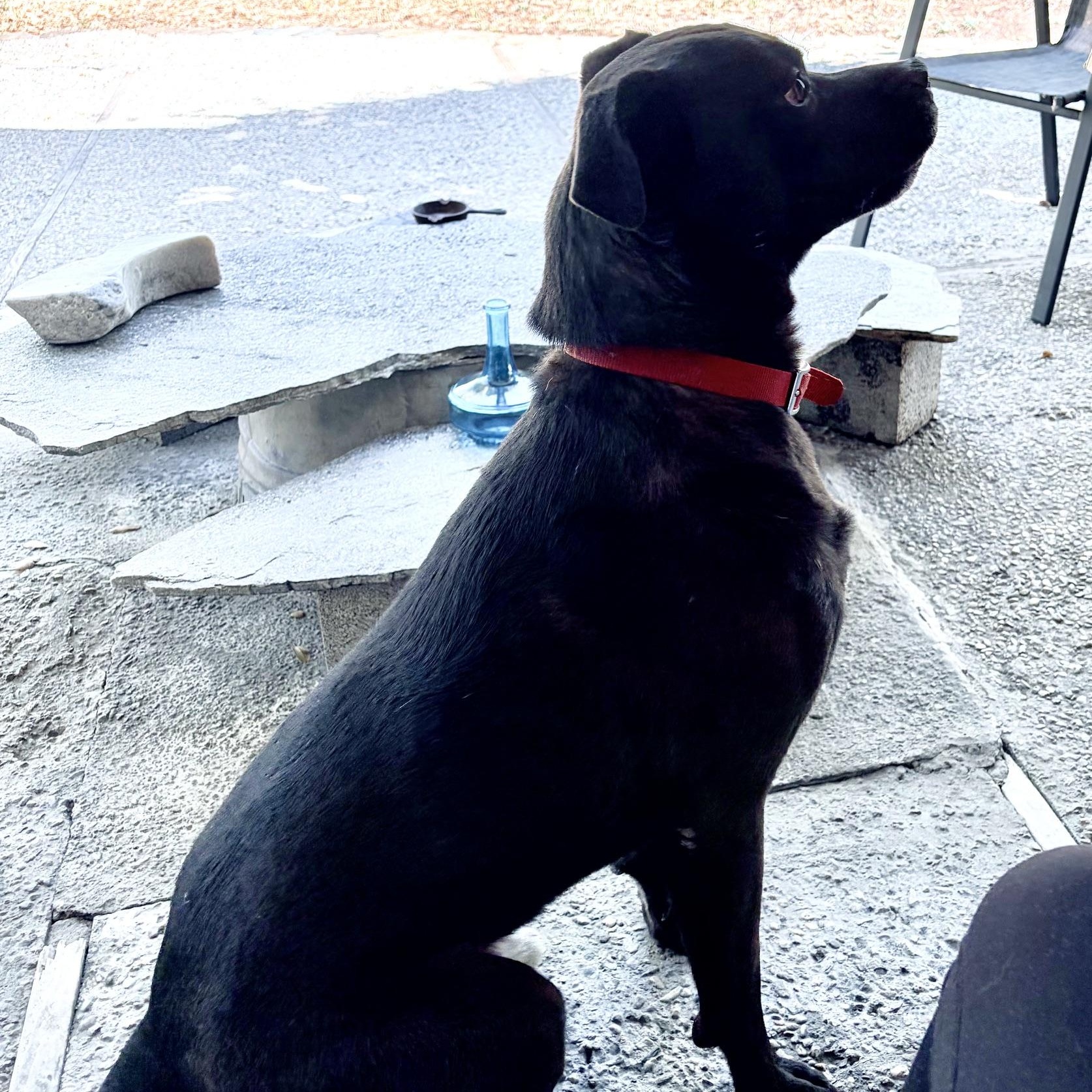 Courtesy Listing- Hendrix, a ADOPTABLE Black Labrador Retriever in Grass Valley, CA image 5/5