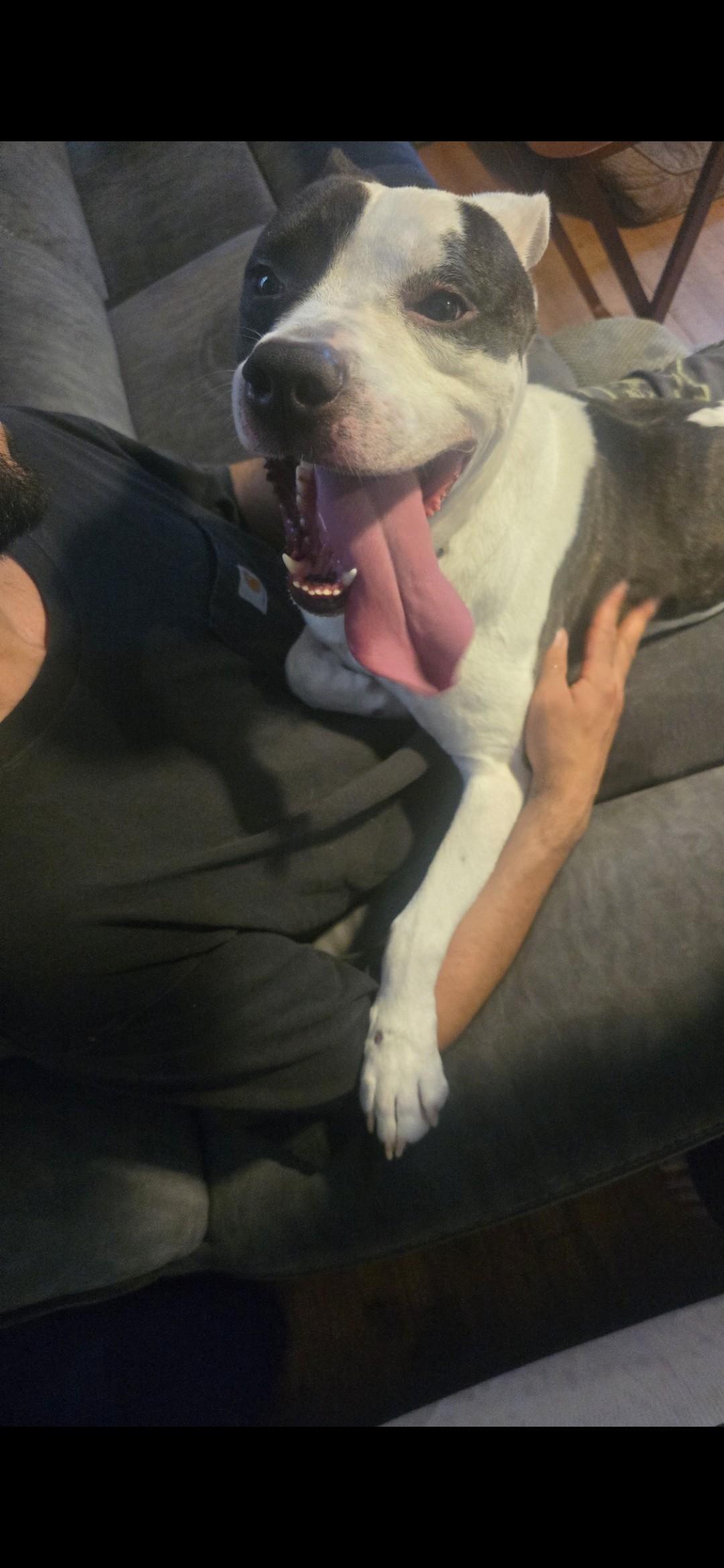 Enlarge Cowboy, a ADOPTABLE mixed breed in Bristol, VT image 5/5