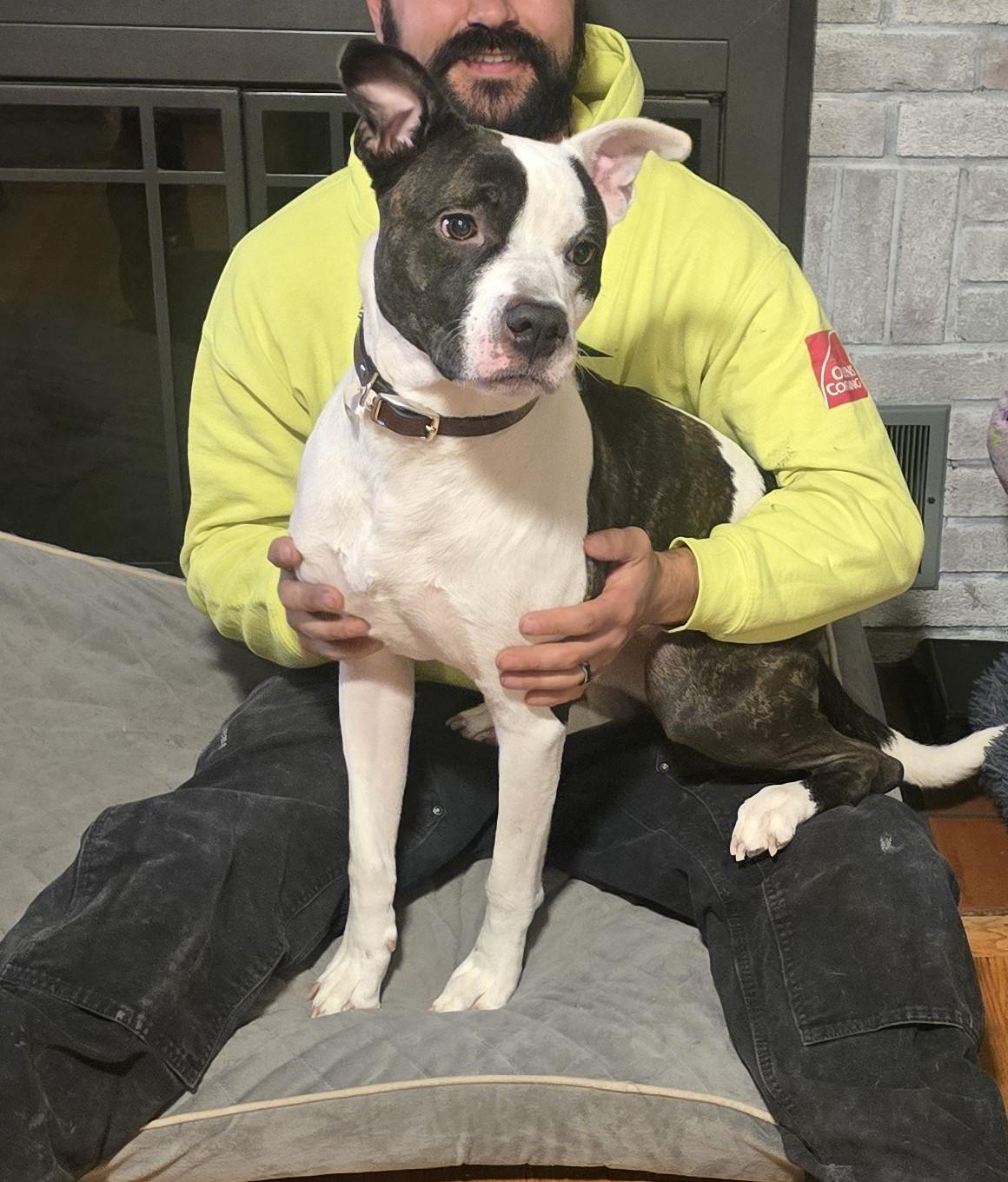 Enlarge Cowboy, a ADOPTABLE mixed breed in Bristol, VT image 3/5