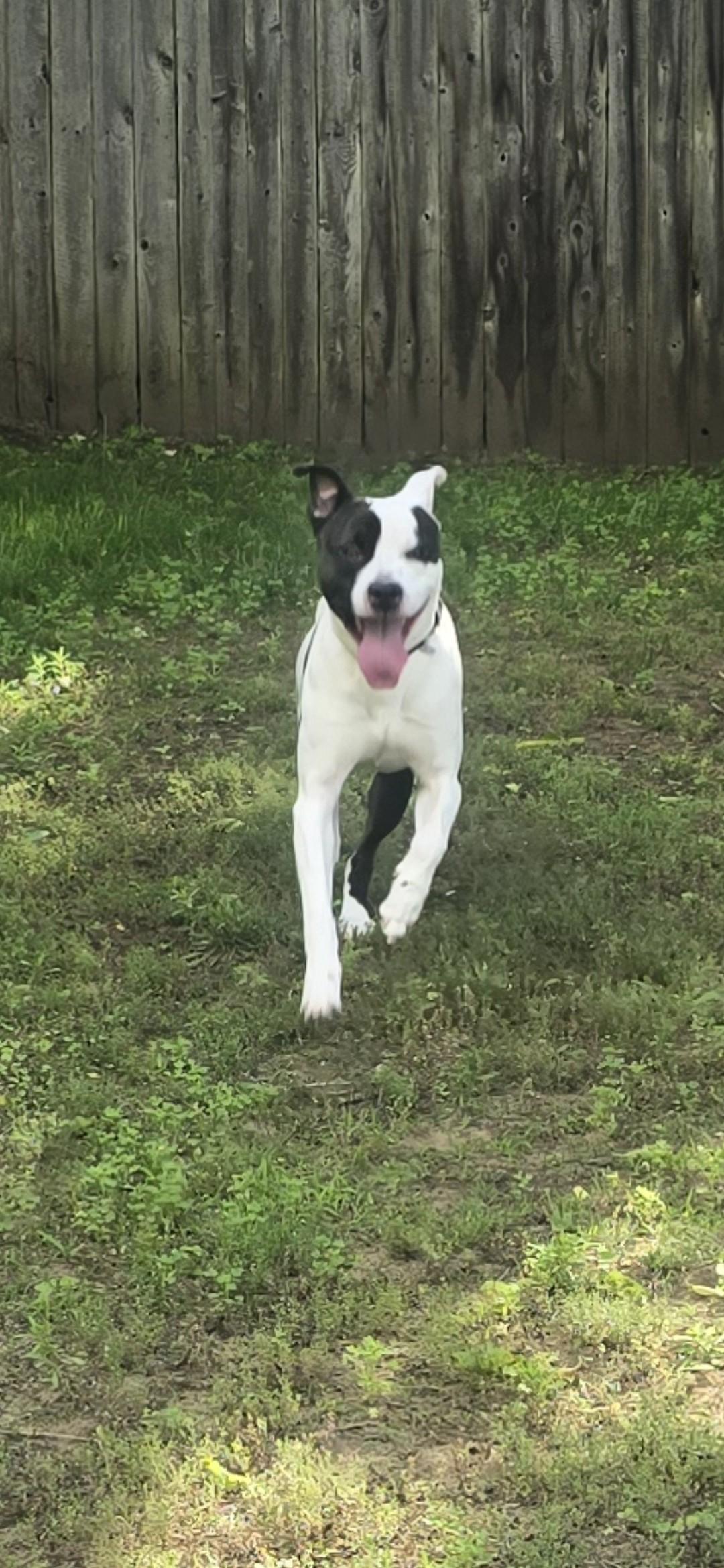 Enlarge Cowboy, a ADOPTABLE mixed breed in Bristol, VT image 2/5