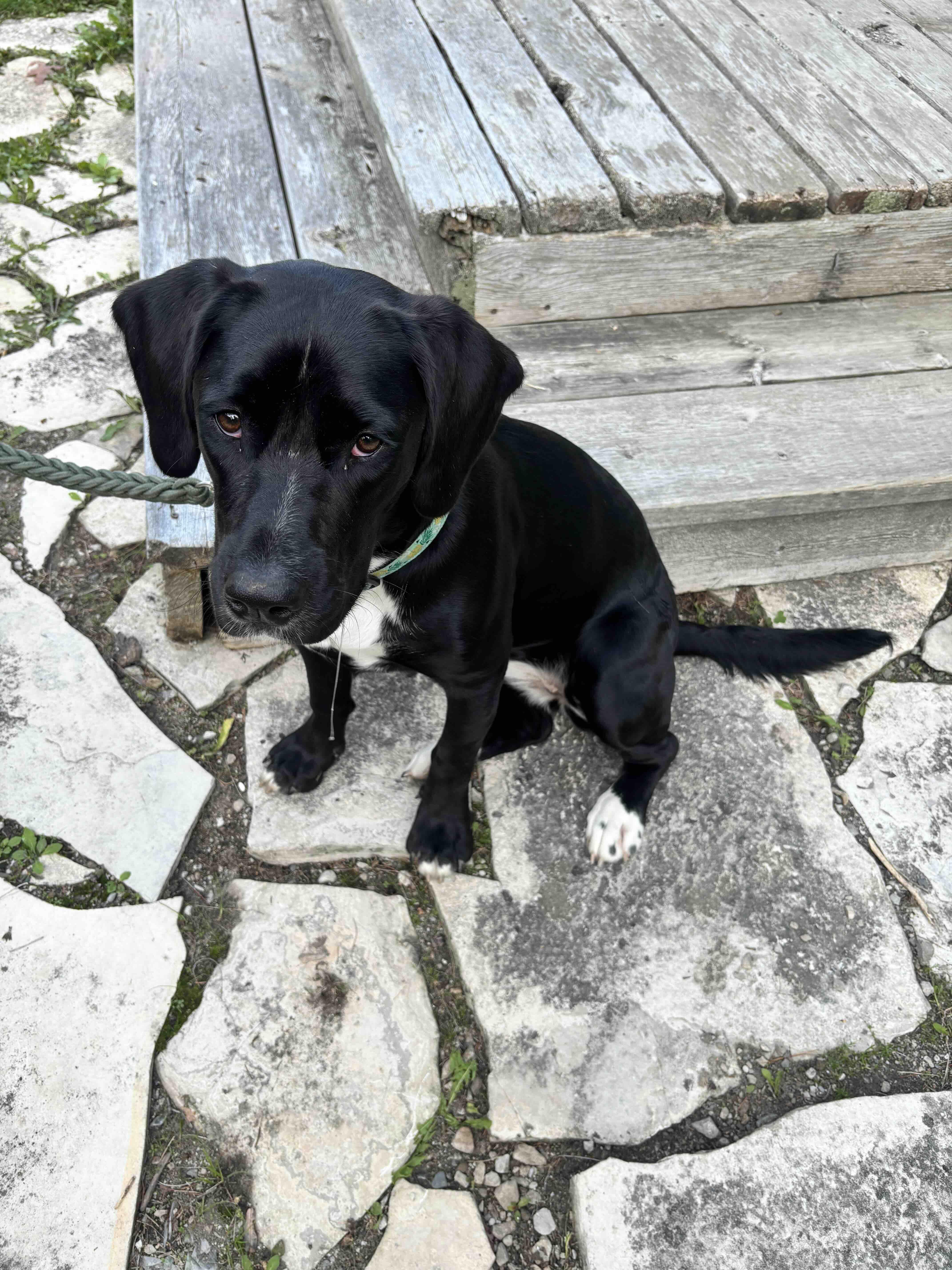 Enlarge Mandy, a Adoptable mixed breed in Oakville, ON image 2/6
