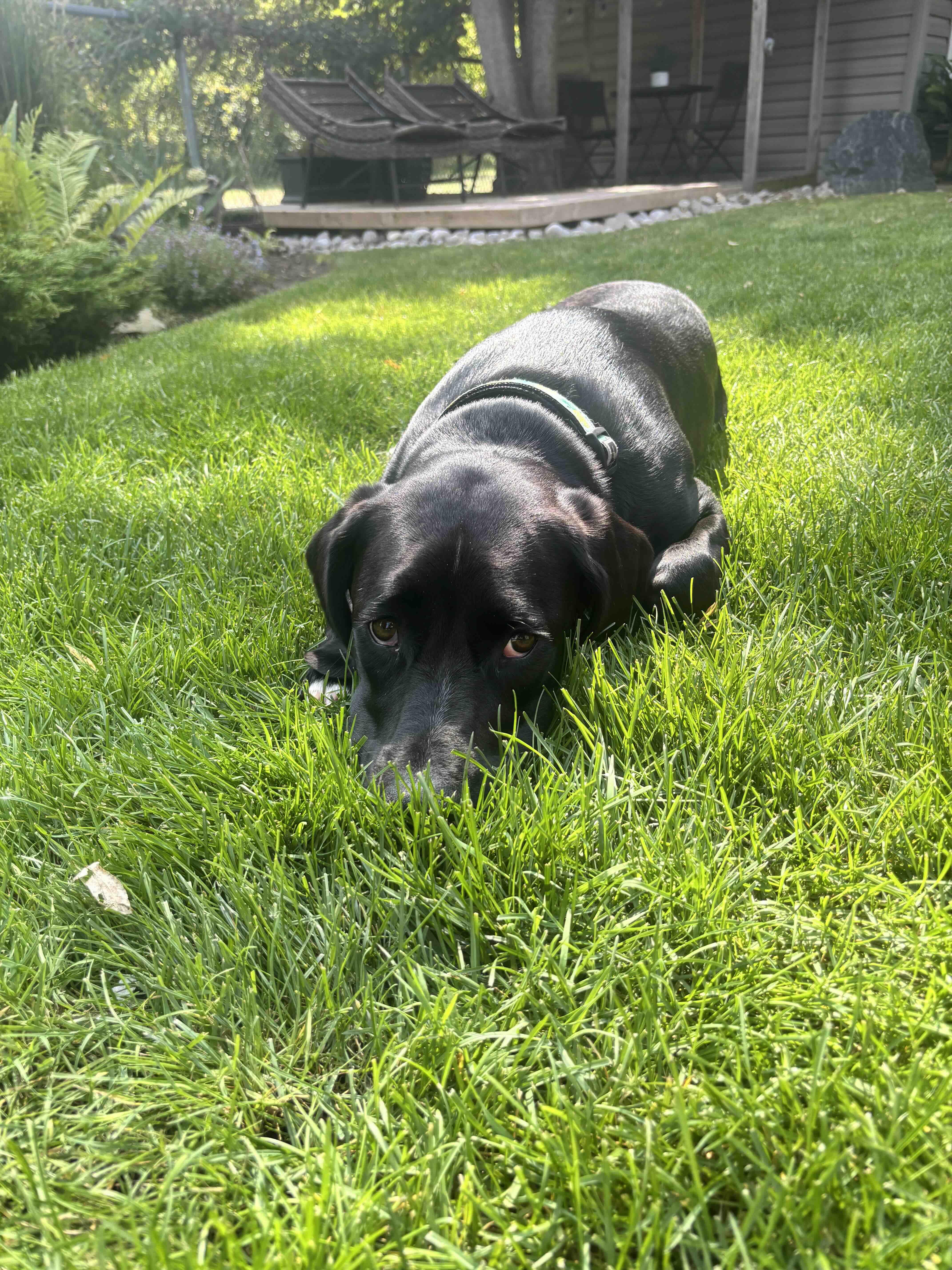 Enlarge Mandy, a Adoptable mixed breed in Oakville, ON image 5/6