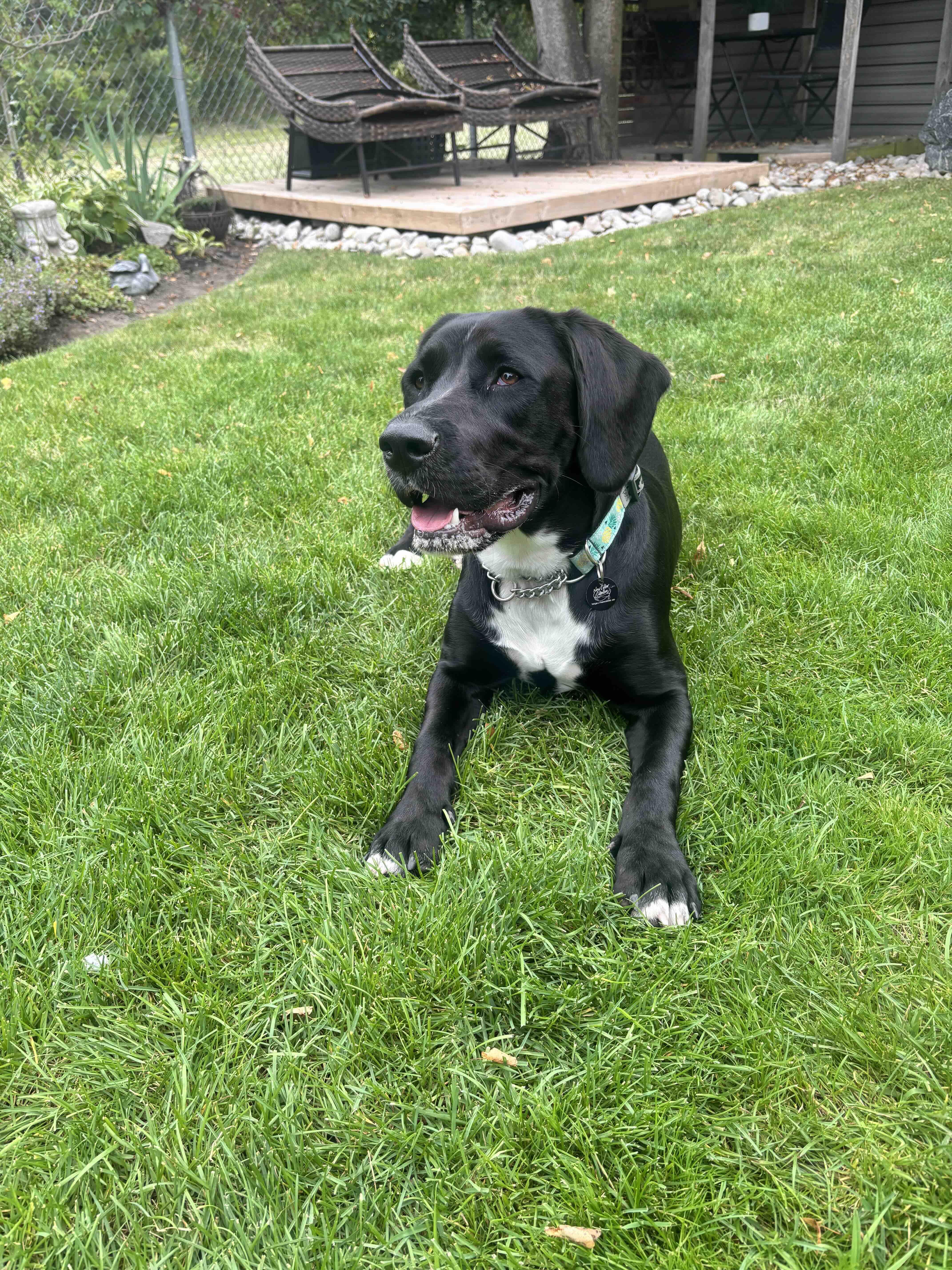 Enlarge Mandy, a Adoptable mixed breed in Oakville, ON image 4/6